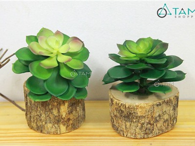 Chậu sen đá giả để bàn chậu gốc cây số 89